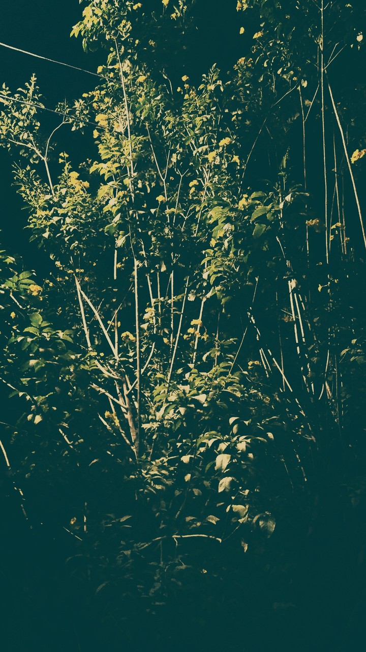 green at night