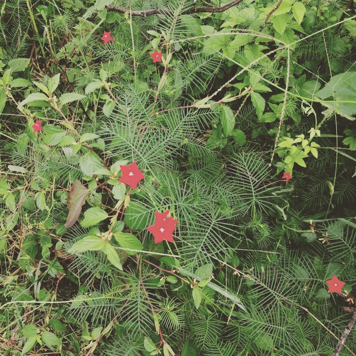 ? Plant
