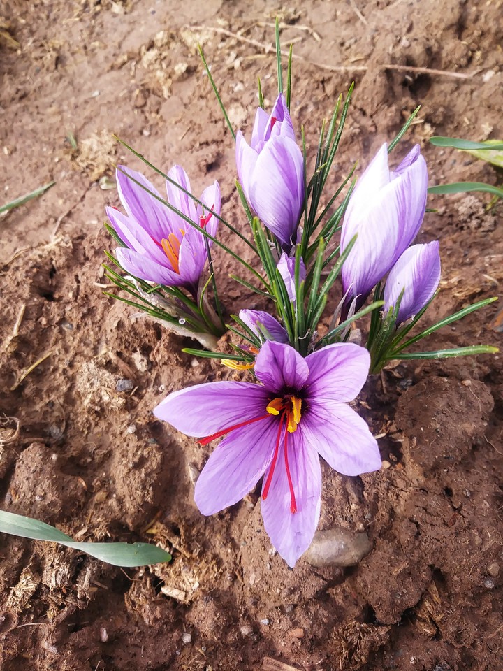 طلای سرخ