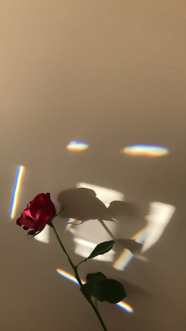Always beautifu rose?