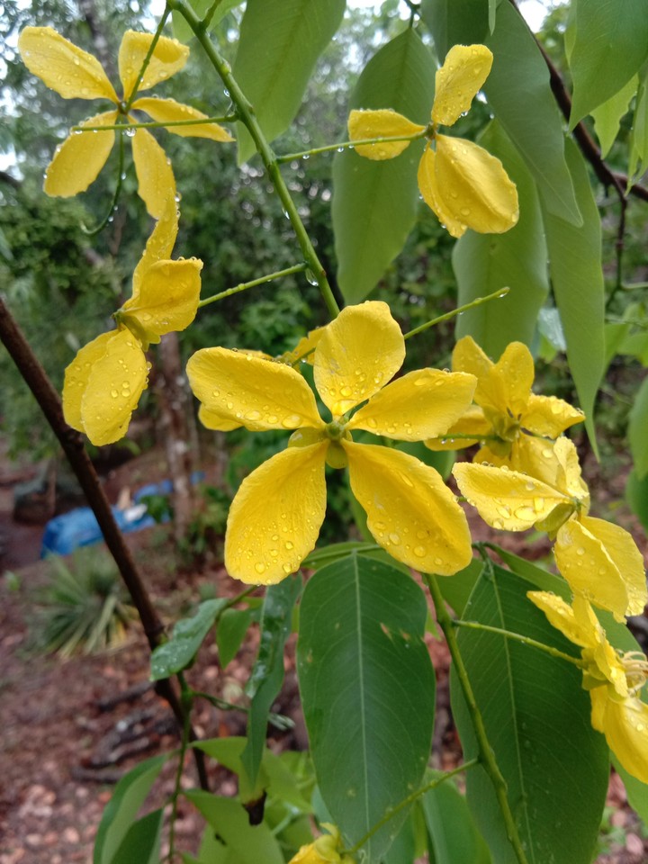 konnappuvu