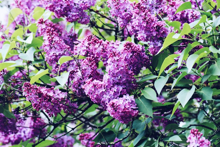 Syringa