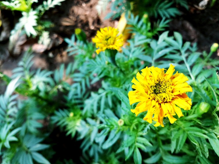 best zendu flower.......