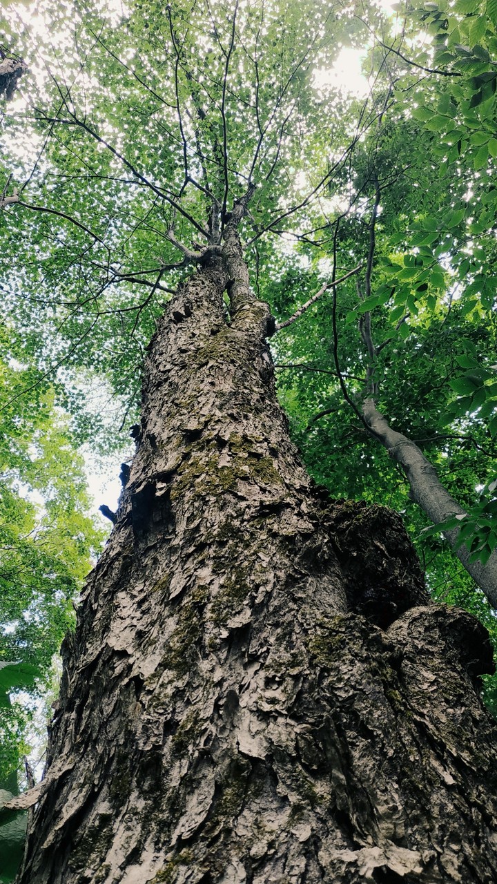 Tree - Arbre