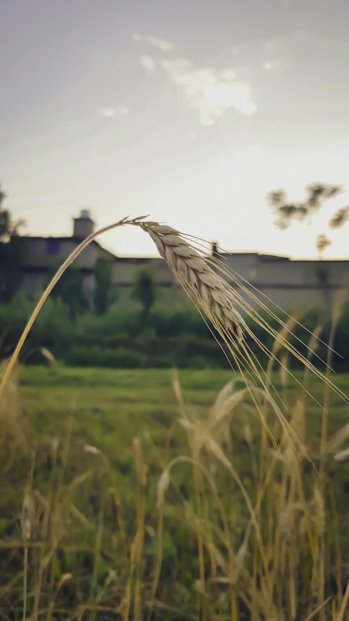 Wheat Crop