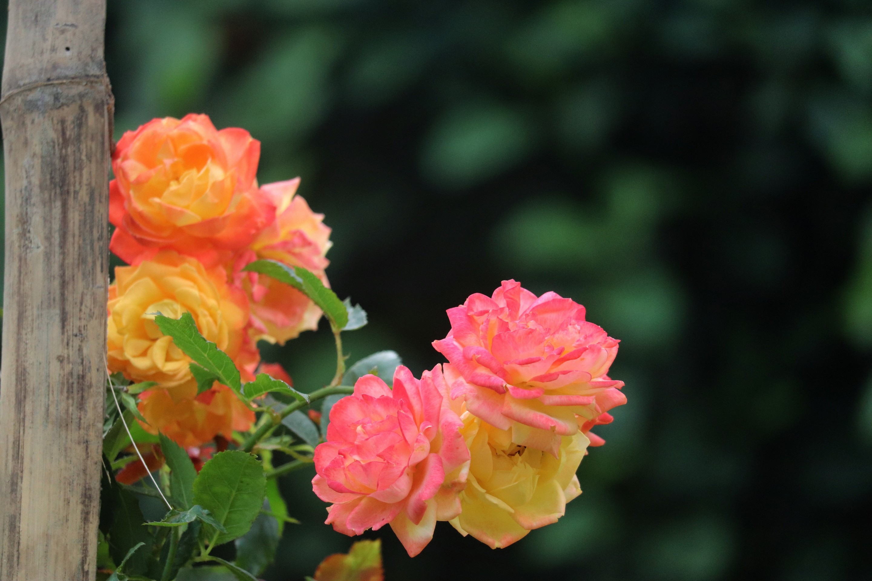 plant, petal Hintergrundbilder
