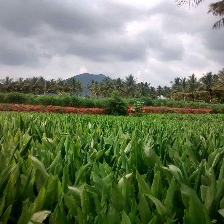 Field view