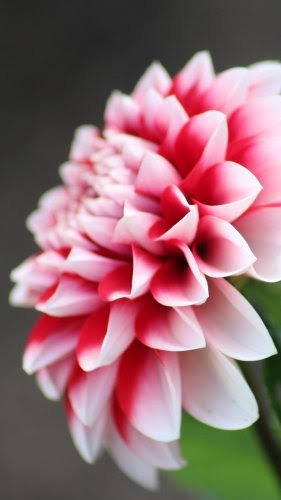 flowerss