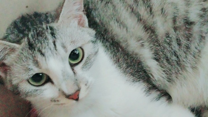고딩이