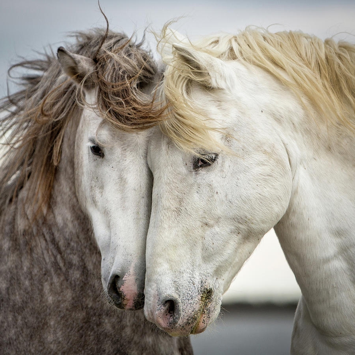 Friend