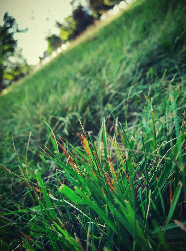 Just grass