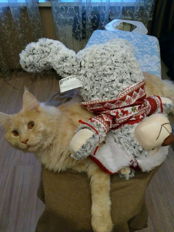 Cat2