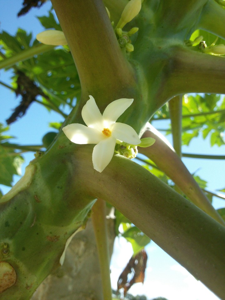 Flor de Mamão