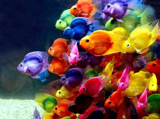 multicolor fish