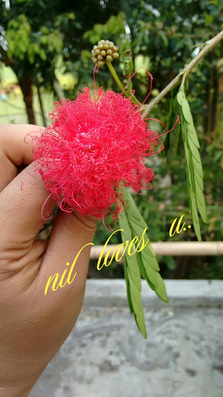 Nil loves u...