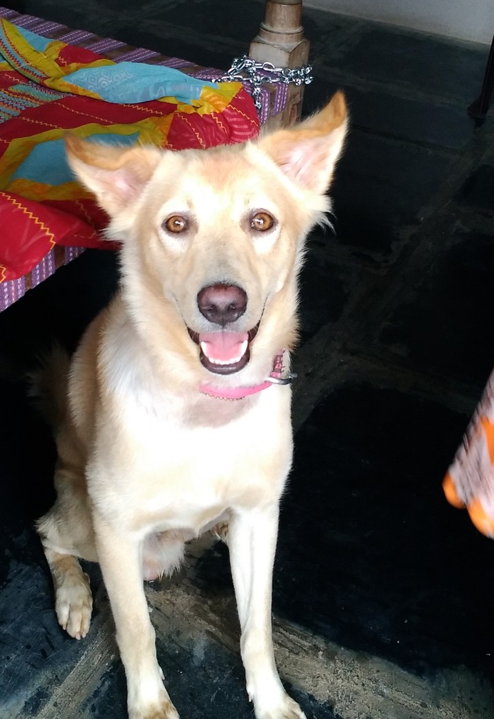 my lovely buddy
