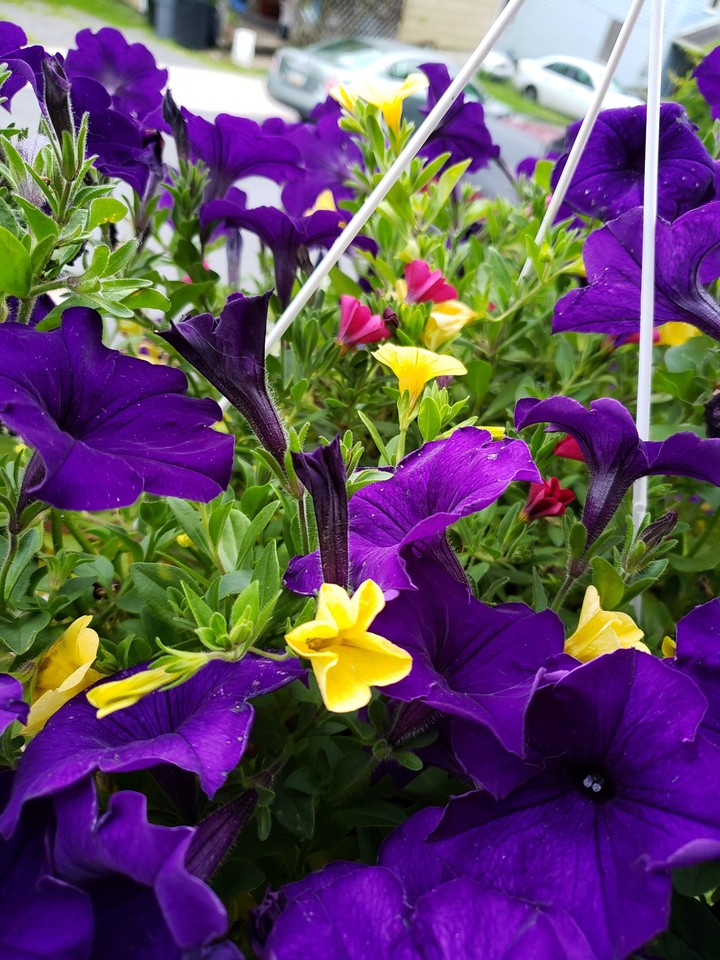 hanging basket