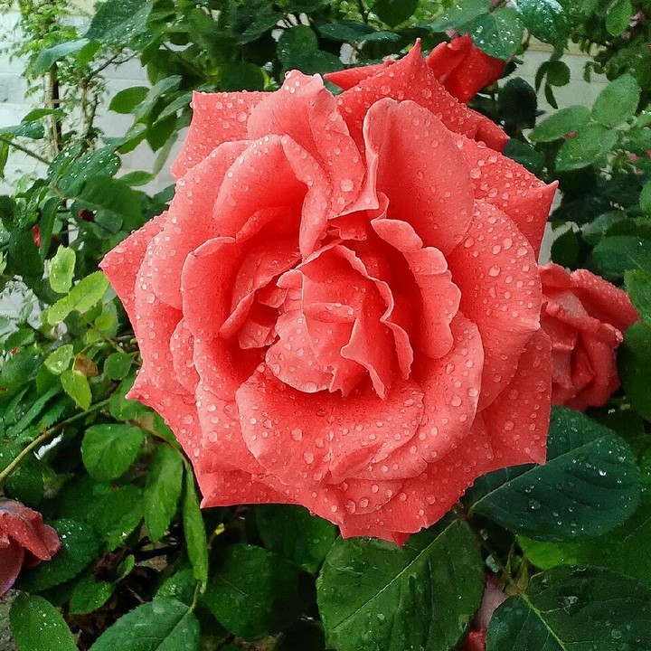 roes flower