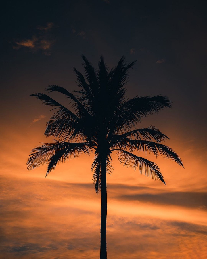 Palm