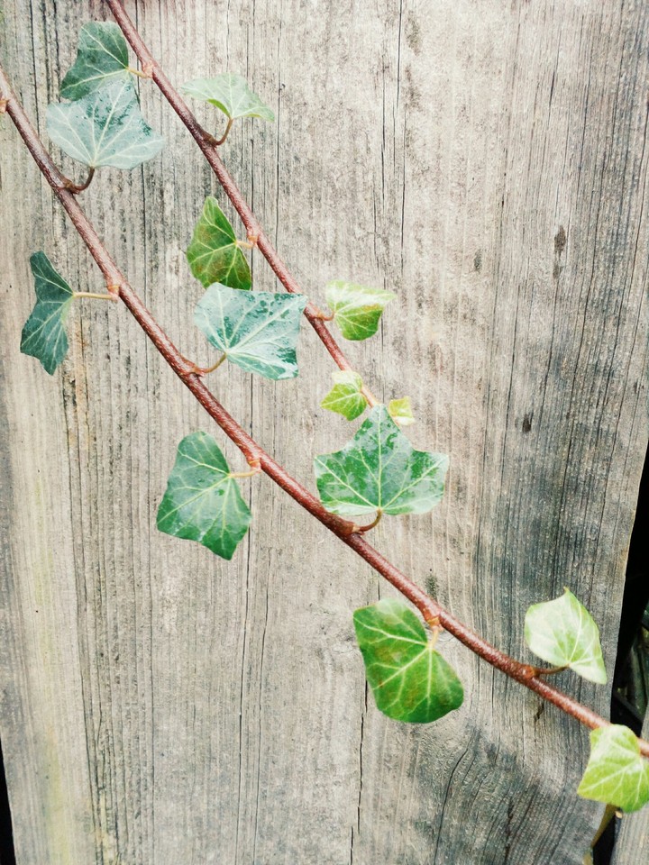 the twig