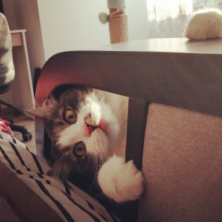 cat