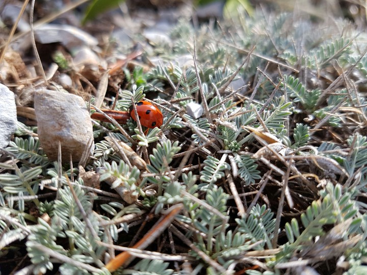 Ladybug