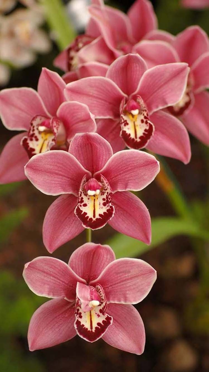 Pink flowers
