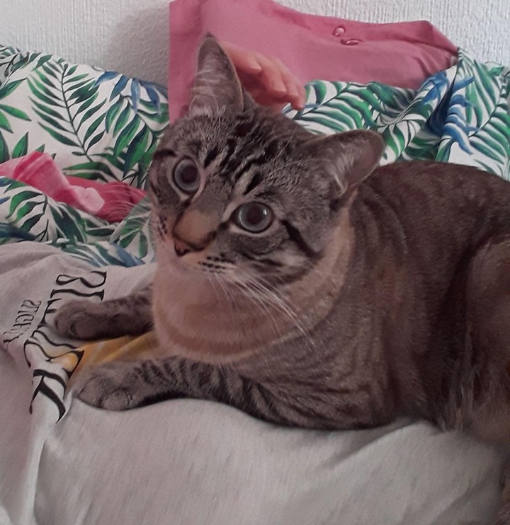 Котичек любимый