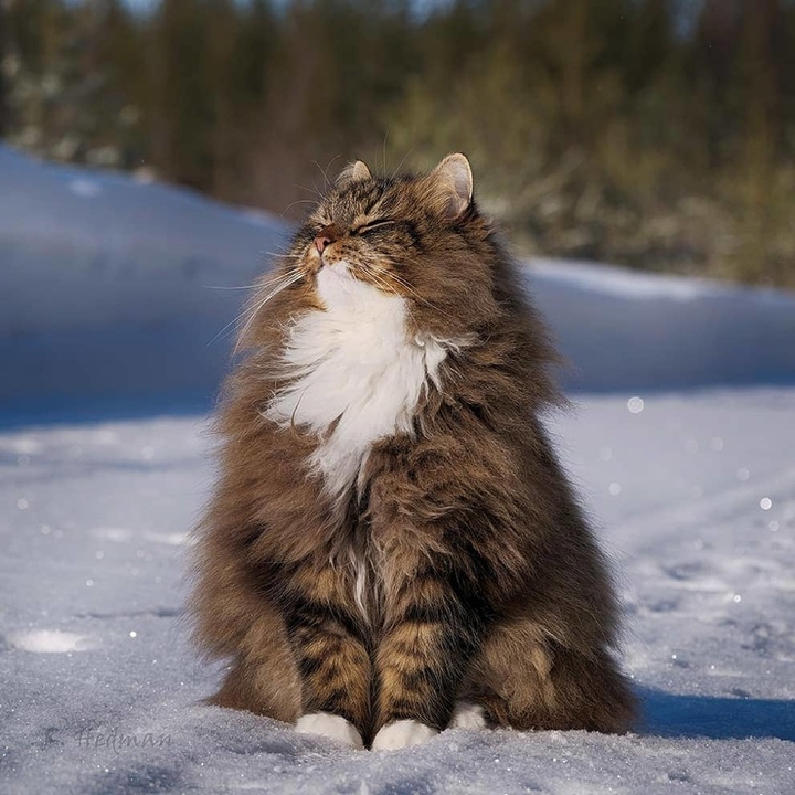 Whinter kitty