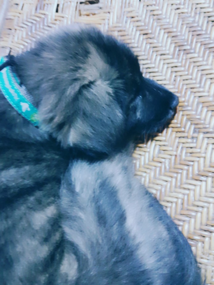 dog
