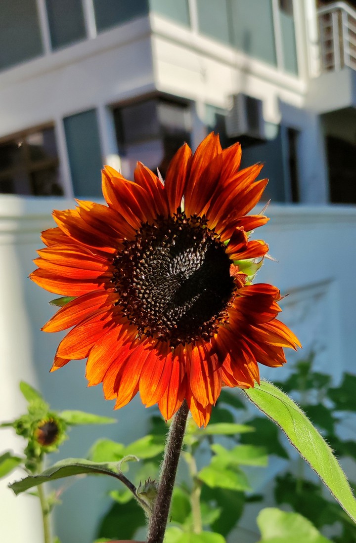 red sunflower