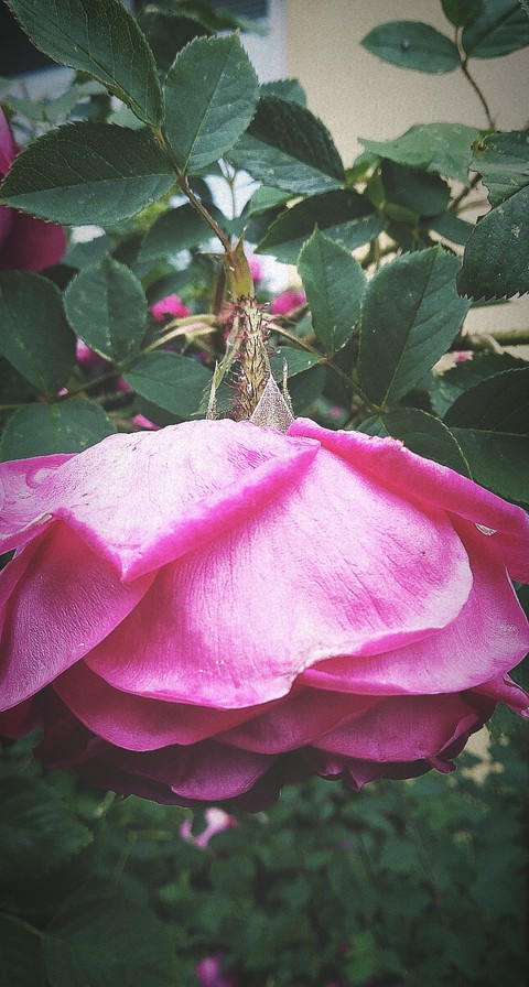 rose
