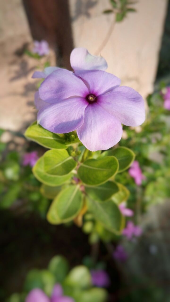 The flower