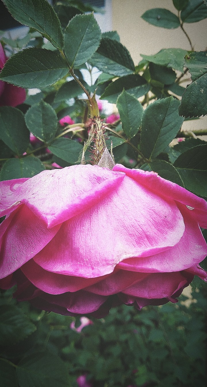 rose