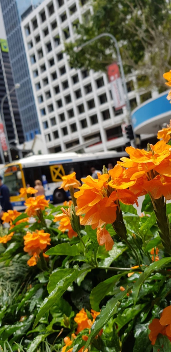 Flower is Love