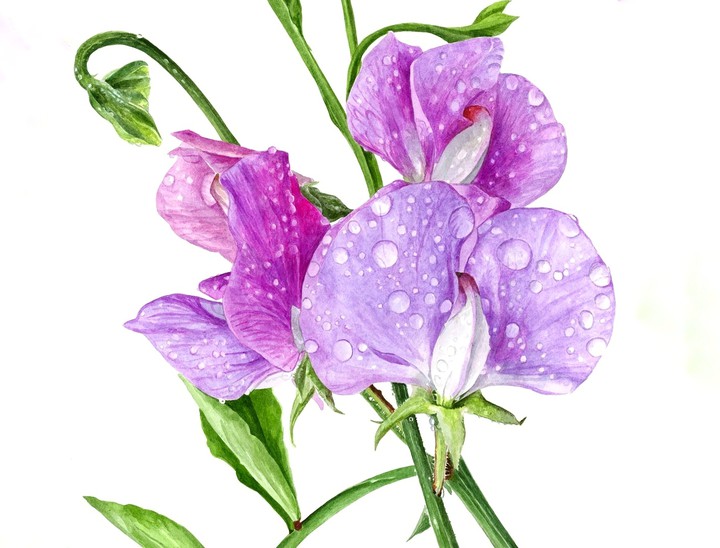 Sweet pea