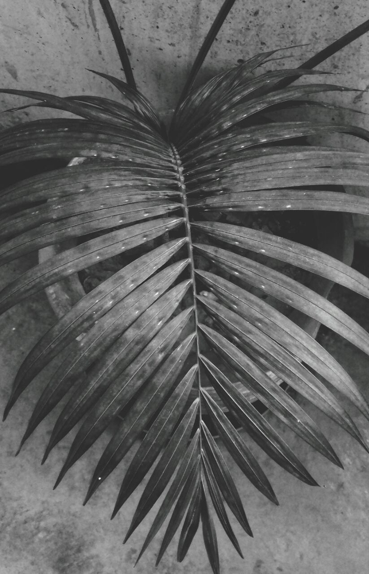 plant