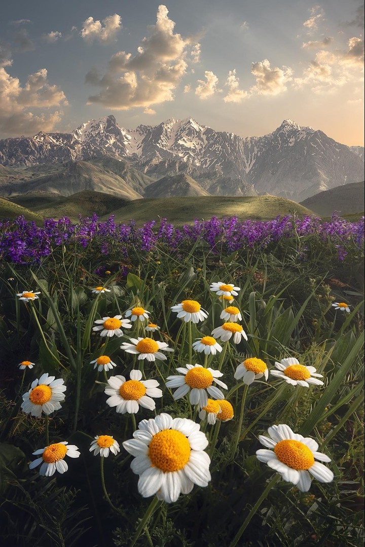 ~•°♡°•~♧~•°♡°•~