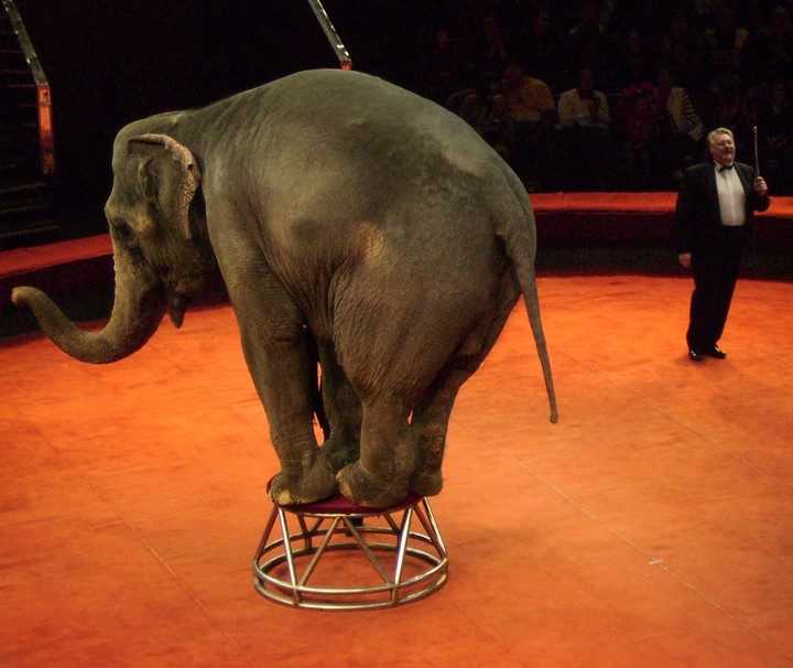 elephant