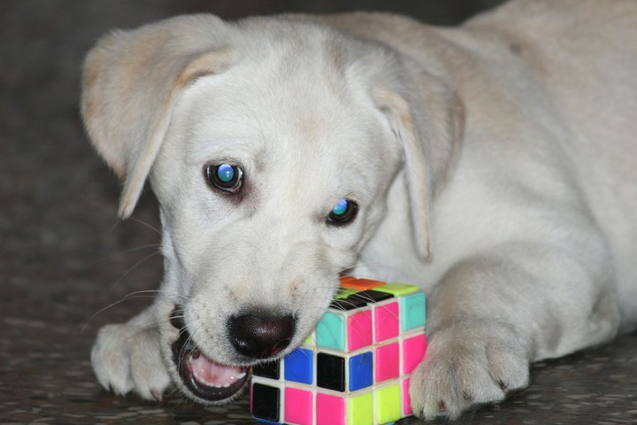 Pup :)