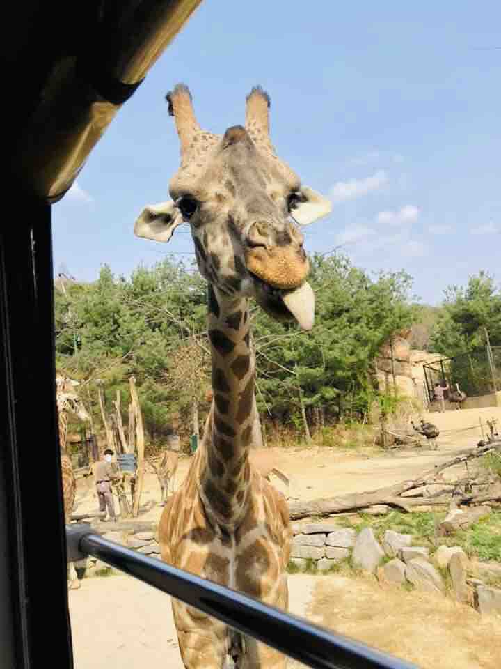 wildlife