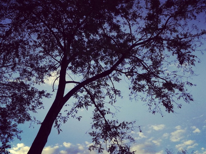 Tree, Sky