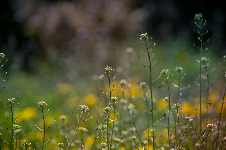 spring