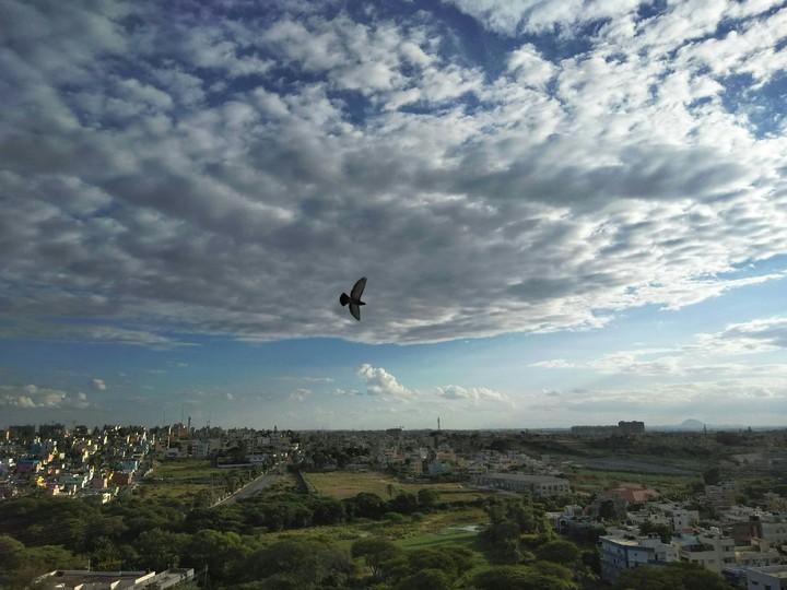 freedom sky