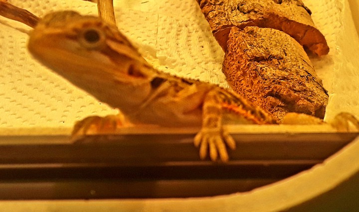 도마뱀lizard