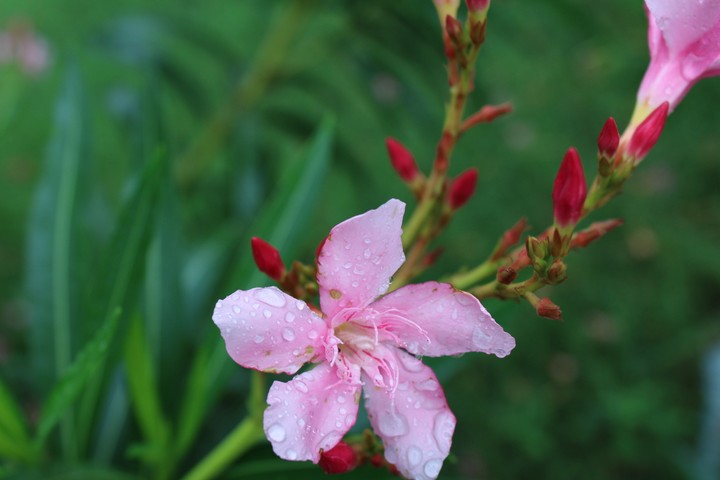 filower droplets