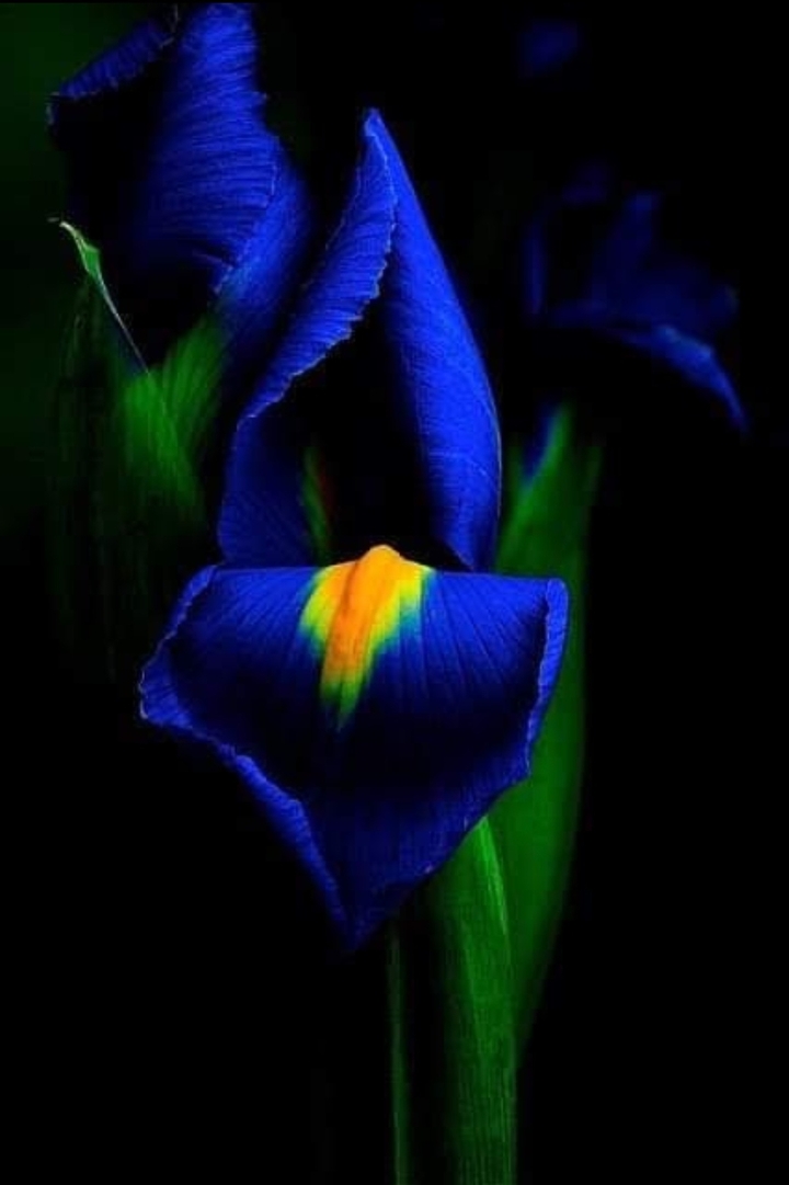 Iris