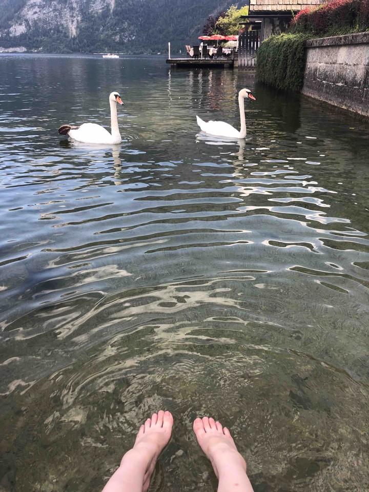 relaxing with swans