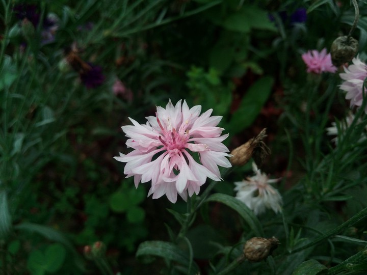 nature