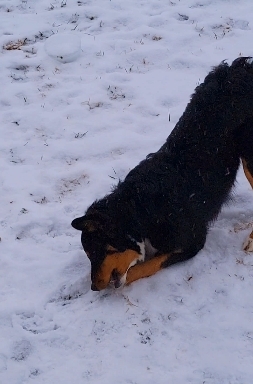 love's snow